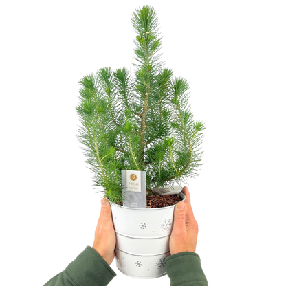 Christmas tree in white metal planter with lights