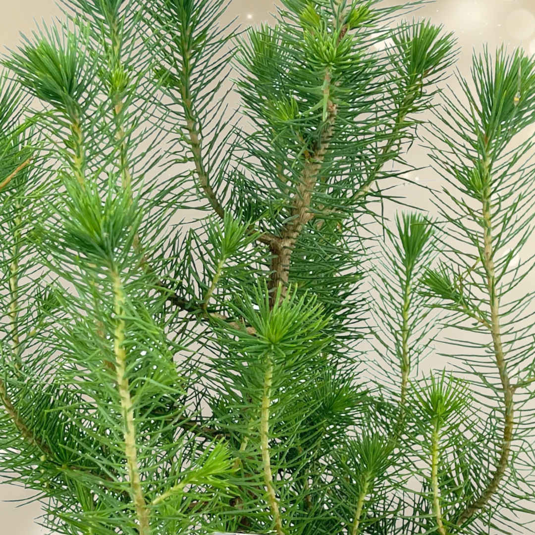 Christmas tree in white metal planter with lights