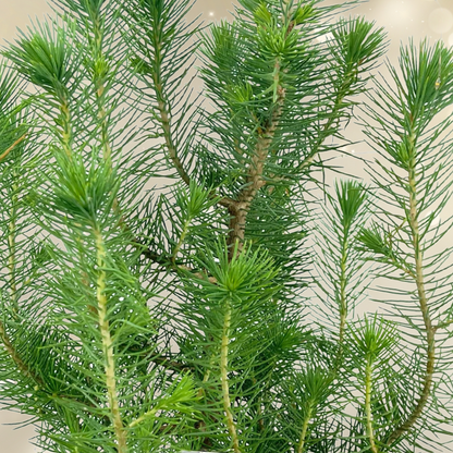 Christmas tree in white metal planter with lights