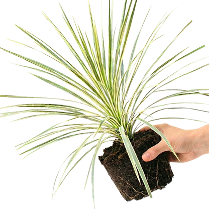 1 Large Plant - Astelia Silver Spear, Ready to Plant in Your Garden, 3L Rootball