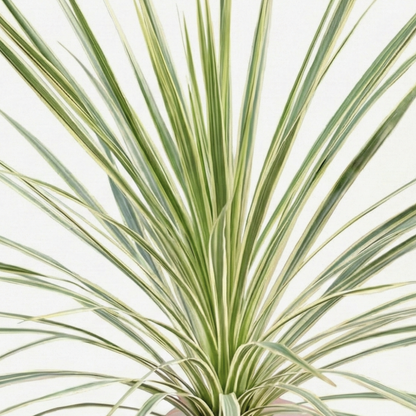1 Large Plant - Astelia Silver Spear, Ready to Plant in Your Garden, 3L Rootball