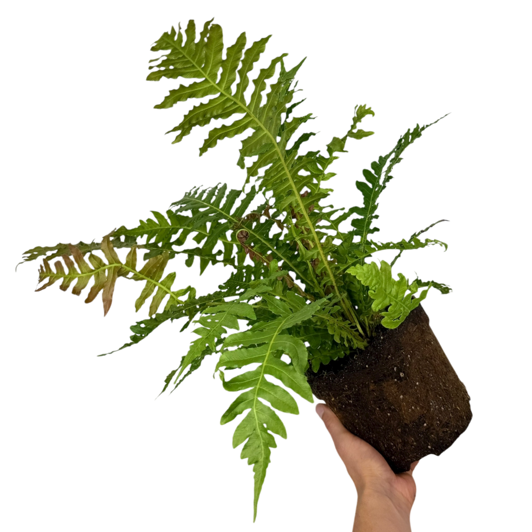 Blechnum Volcano