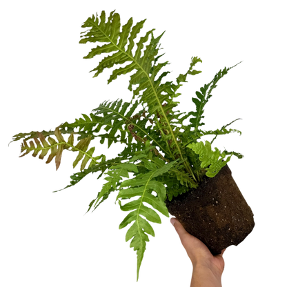 Blechnum Volcano