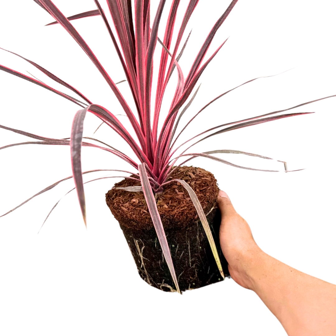 Cordyline Charlie Boy 19cm/3L