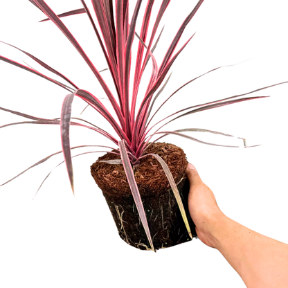 Cordyline Charlie Boy 19cm/3L