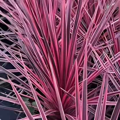 Cordyline Charlie Boy 19cm/3L