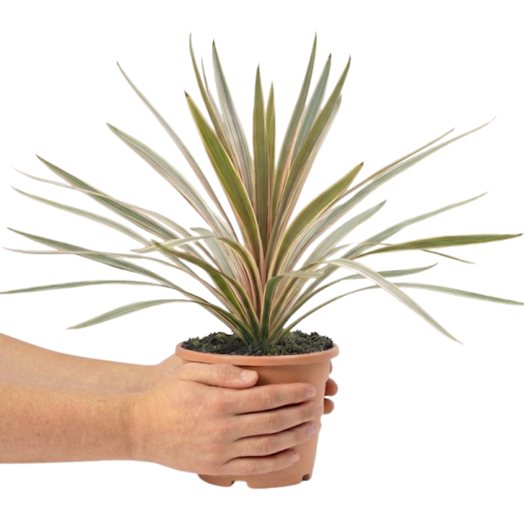 1 Large Plant - Cordyline Eurostripe, Ready to Plant in Your Garden, 3L Rootball