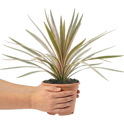 1 Large Plant - Cordyline Eurostripe, Ready to Plant in Your Garden, 3L Rootball
