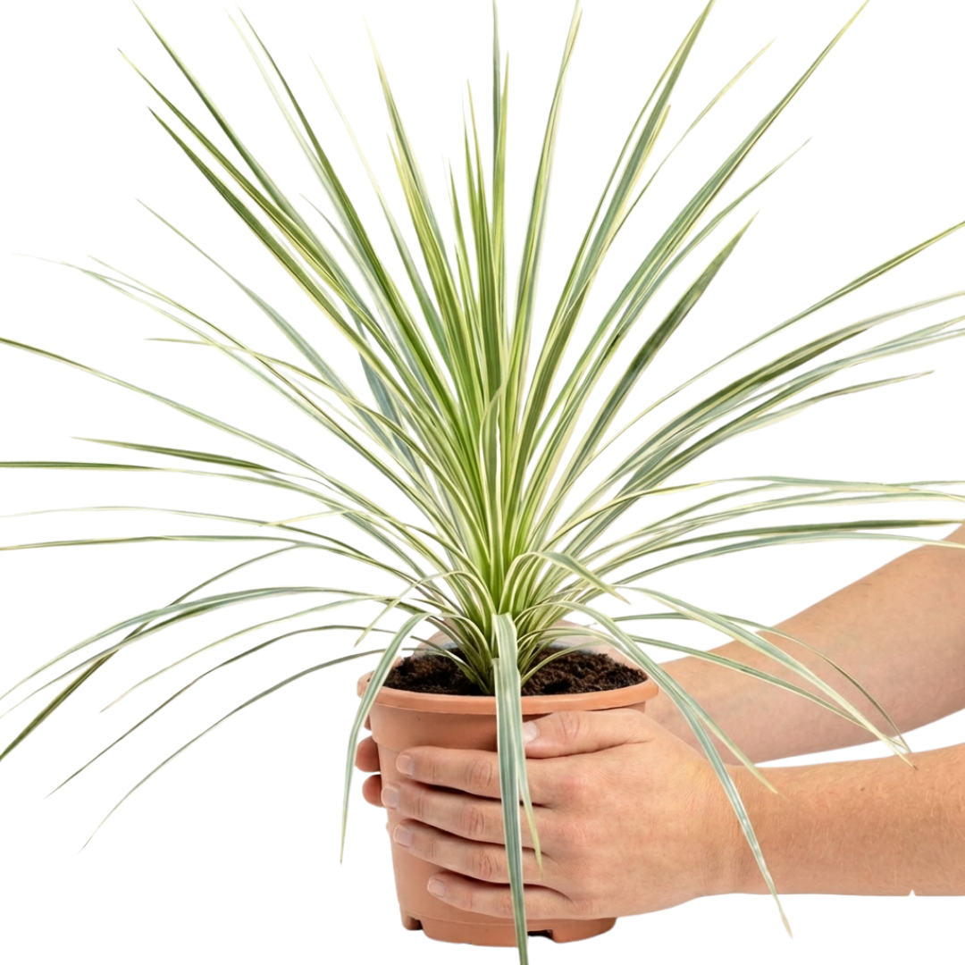 1 Large Plant - Cordyline Lime Passion, Ready to Plant in Your Garden, Peat Free