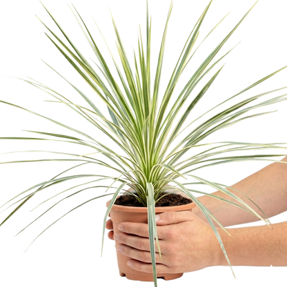1 Large Plant - Cordyline Lime Passion, Ready to Plant in Your Garden, Peat Free