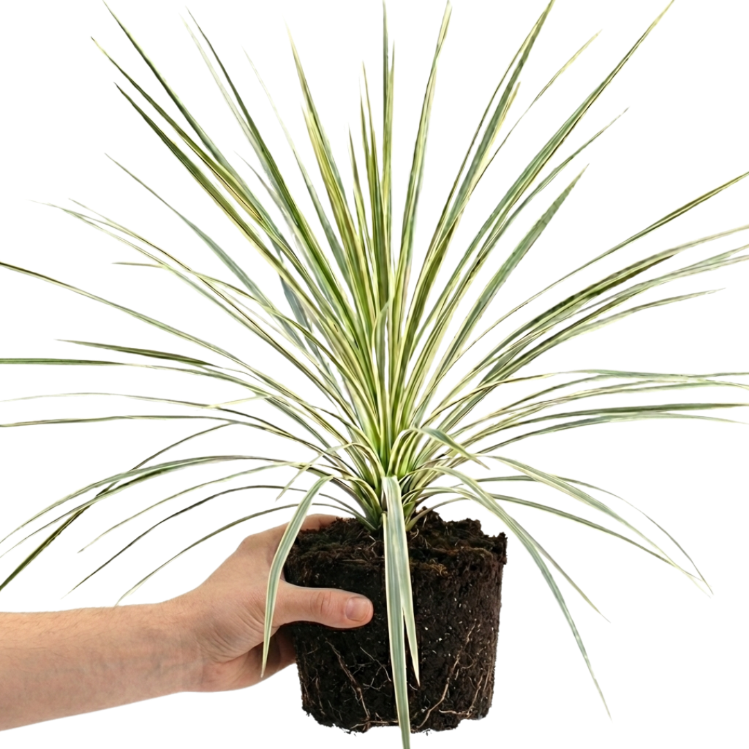 1 Large Plant - Cordyline Lime Passion, Ready to Plant in Your Garden, Peat Free