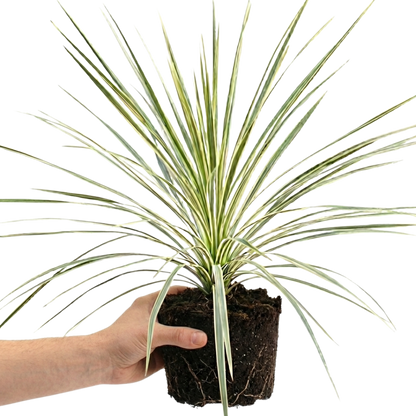 1 Large Plant - Cordyline Lime Passion, Ready to Plant in Your Garden, Peat Free