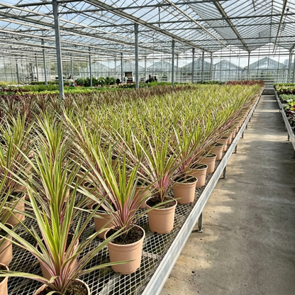 1 Large Plant - Cordyline Lime Passion, Ready to Plant in Your Garden, Peat Free