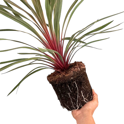 Cordyline Magic Star 19cm/3L