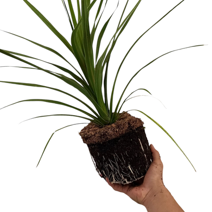 Cordyline Peko