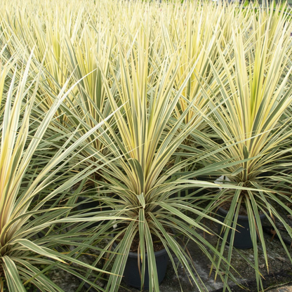 Cordyline Torbay Dazzler