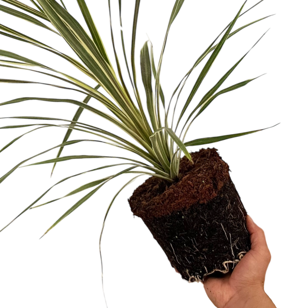Cordyline Torbay Dazzler