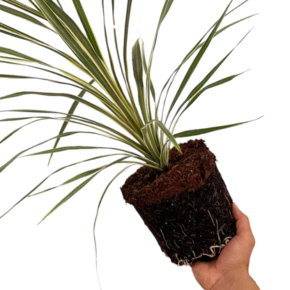 Cordyline Torbay Dazzler