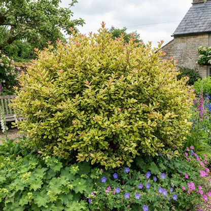 1 Large Plant – Lophomyrtus ‘Golden Dragon’, Ready to Plant in Your Garden