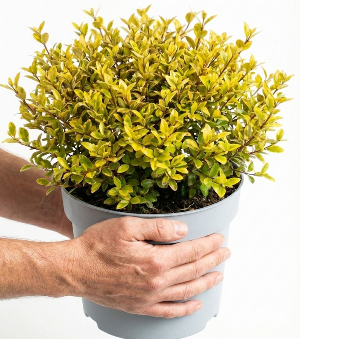 1 Large Plant – Lophomyrtus ‘Golden Dragon’, Ready to Plant in Your Garden