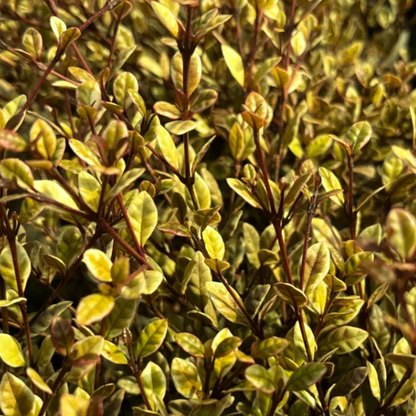 1 Large Plant – Lophomyrtus ‘Golden Dragon’, Ready to Plant in Your Garden