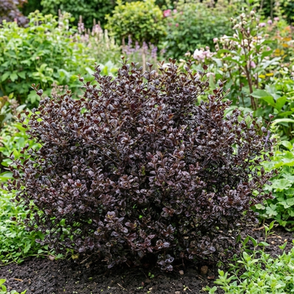1 Large Plant – Lophomyrtus ‘Purpurea’, Ready to Plant in Your Garden
