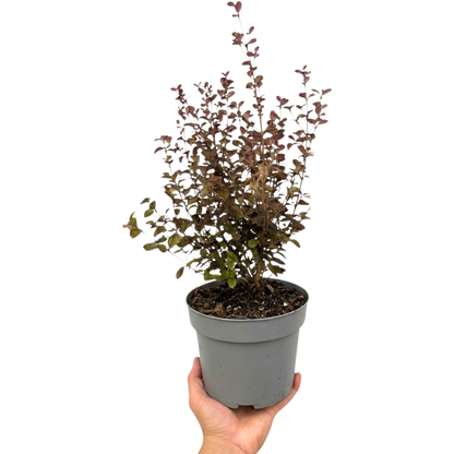 1 Large Plant – Lophomyrtus ‘Purpurea’, Ready to Plant in Your Garden