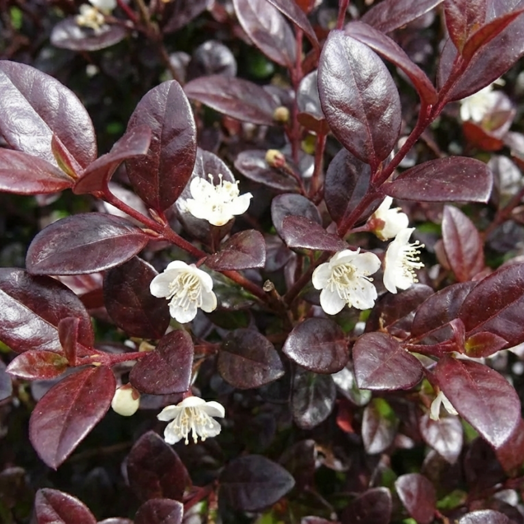 1 Large Plant – Lophomyrtus ‘Purpurea’, Ready to Plant in Your Garden