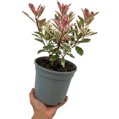 1 Large, Outdoor Garden Ready Plant - Photinia Pink Crispy, Peat Free 3L Pot