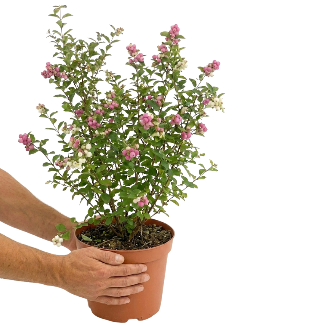 1 Large Plant - Symphoricarpos Magical Winterberry, Outdoor Garden Ready, 3L Pot