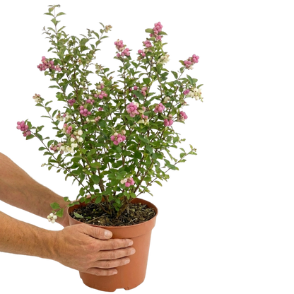 1 Large Plant - Symphoricarpos Magical Winterberry, Outdoor Garden Ready, 3L Pot
