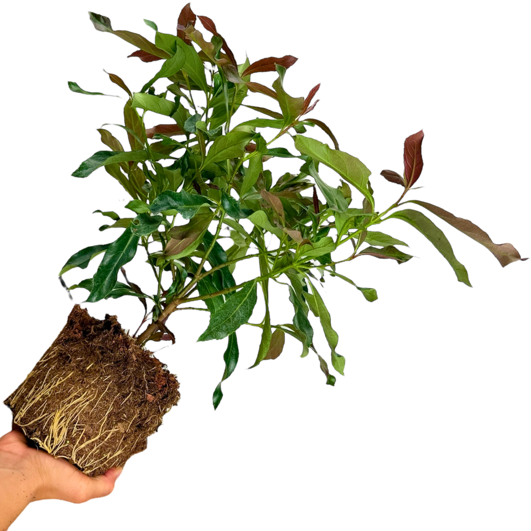 1 Large Plant - Viburnum Coppertop, Ready to Plant in Your Garden, 3L Rootball