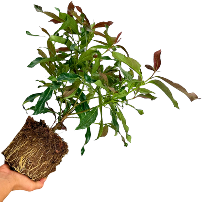 1 Large Plant - Viburnum Coppertop, Ready to Plant in Your Garden, 3L Rootball