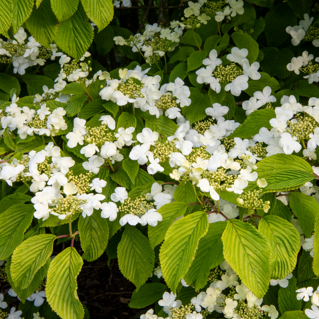 1 Large Plant - Viburnum Mariesii, Ready to Plant in Your Garden, 3L Rootball