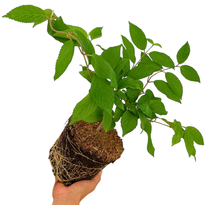1 Large Plant - Viburnum Mariesii, Ready to Plant in Your Garden, 3L Rootball