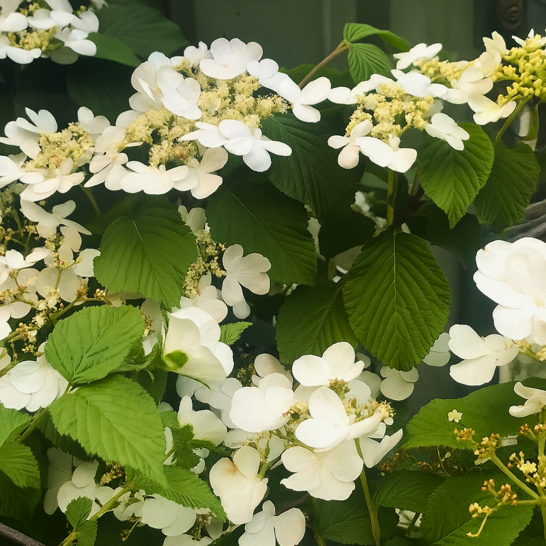 1 Large Plant - Viburnum Mariesii, Ready to Plant in Your Garden, 3L Rootball