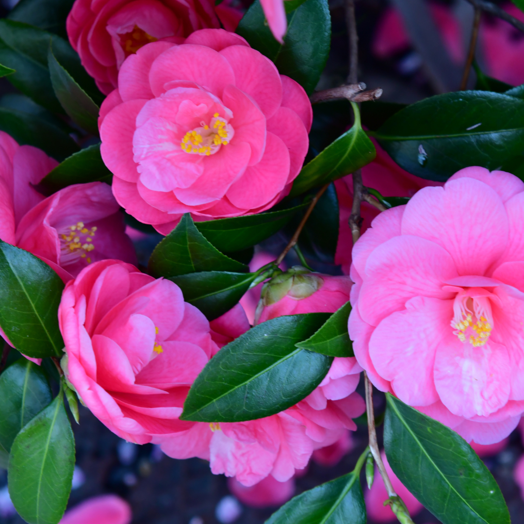 Camellia Pink