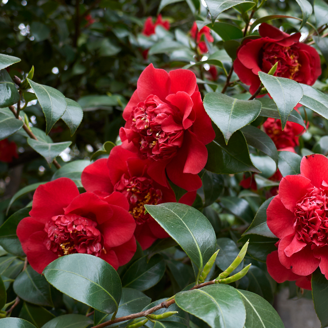 Camellia Red