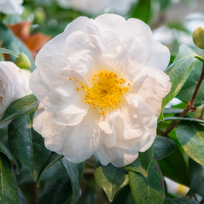 Camellia White