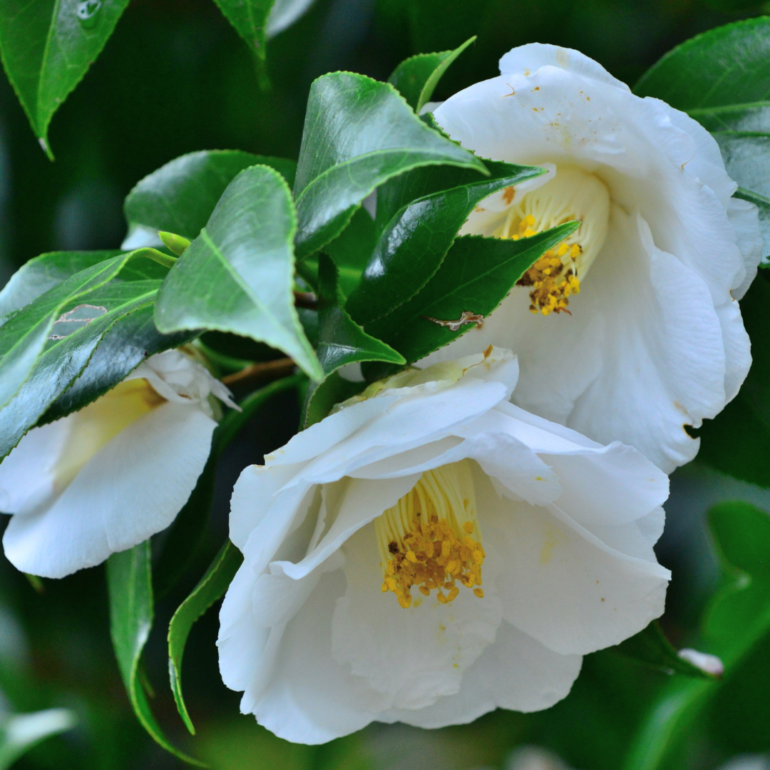 Camellia White