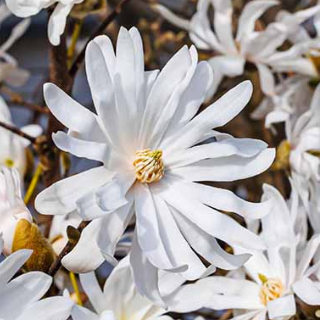 Magnolia Stellata