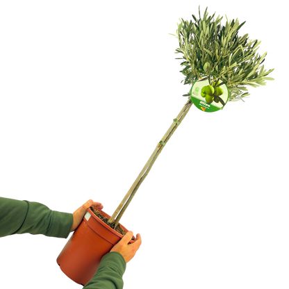 Olive Tree
