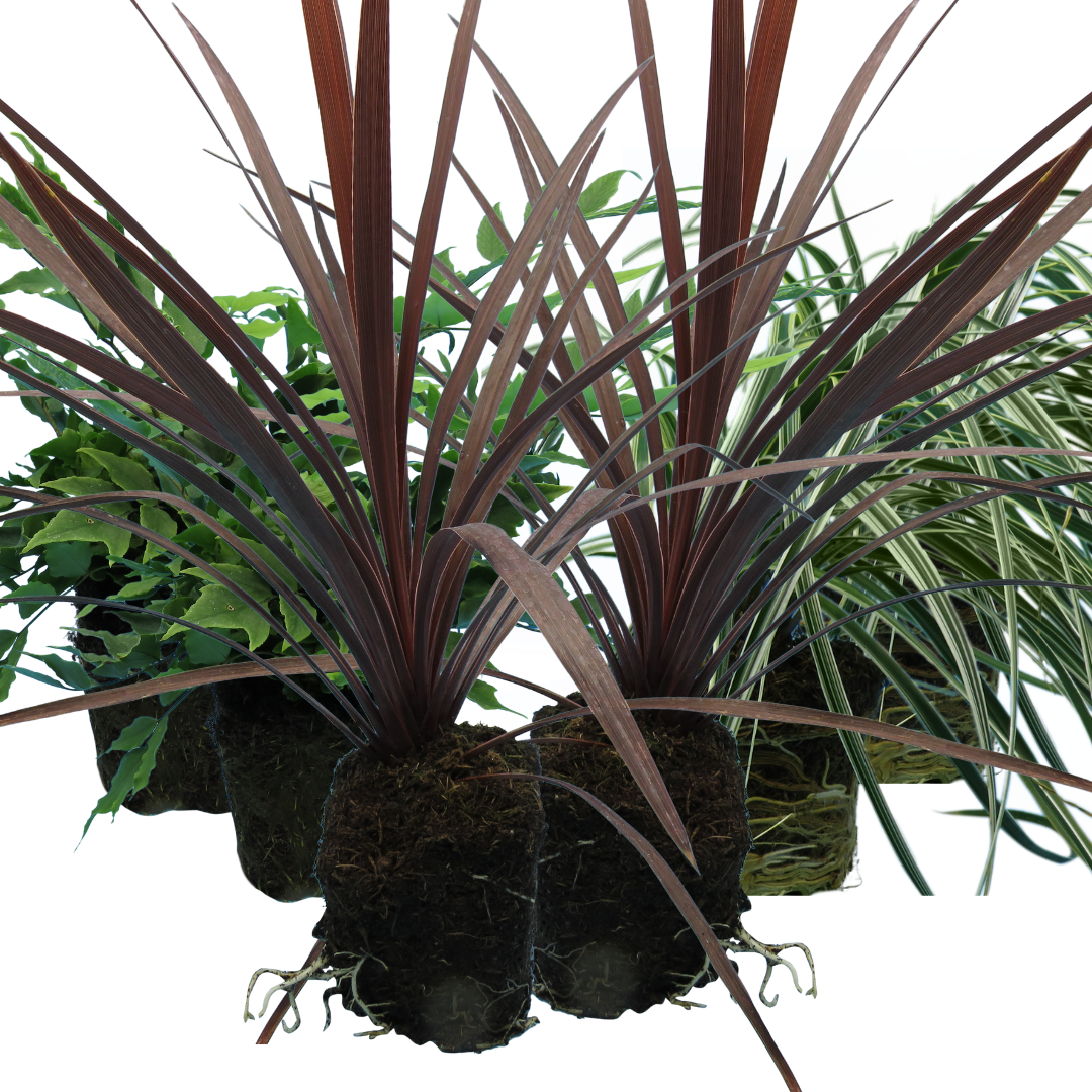 Contemporary Mix - Holly Fern, Grass (Carex Feathe Falls), Cordyline Red Star