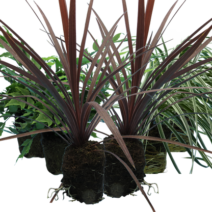 Contemporary Mix - Holly Fern, Grass (Carex Feathe Falls), Cordyline Red Star