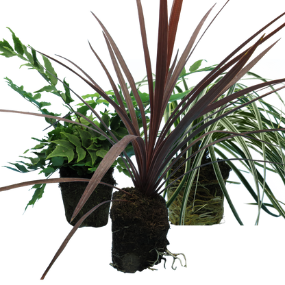Contemporary Mix - Holly Fern, Grass (Carex Feathe Falls), Cordyline Red Star