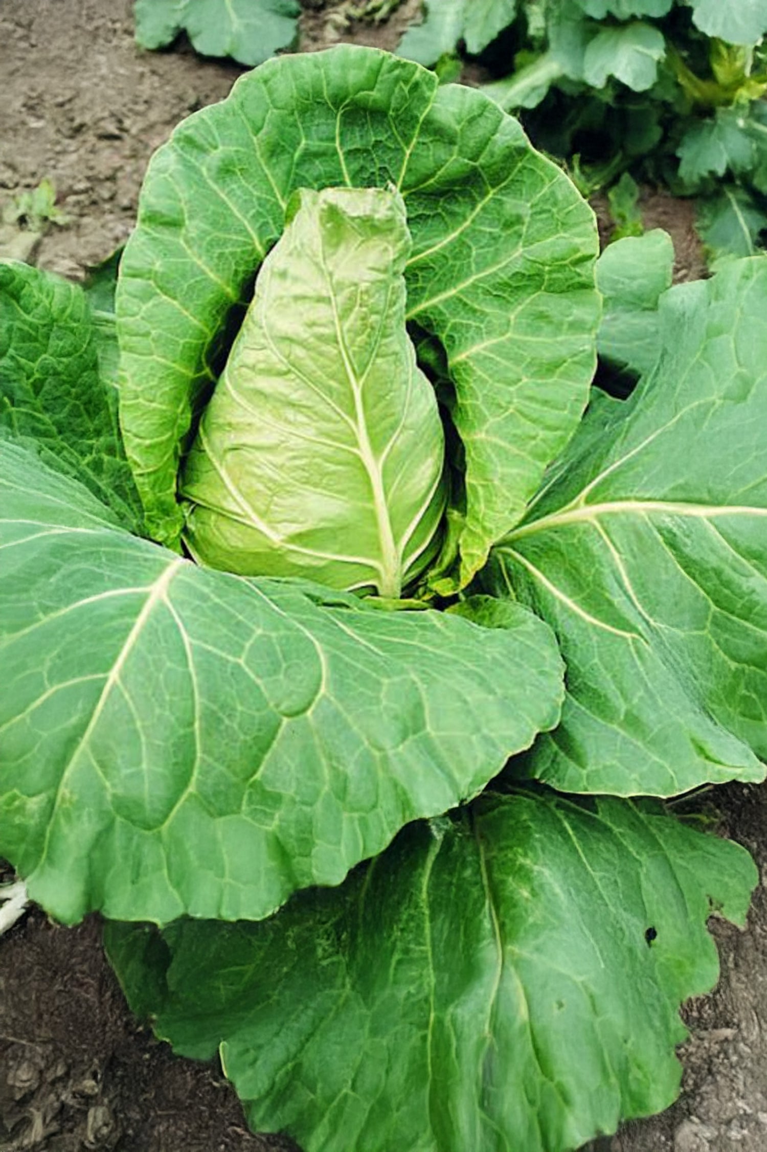 Cabbage Greyhound Seeds