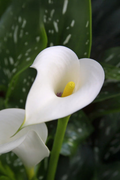 Calla/Zantedeschia Albomaculata