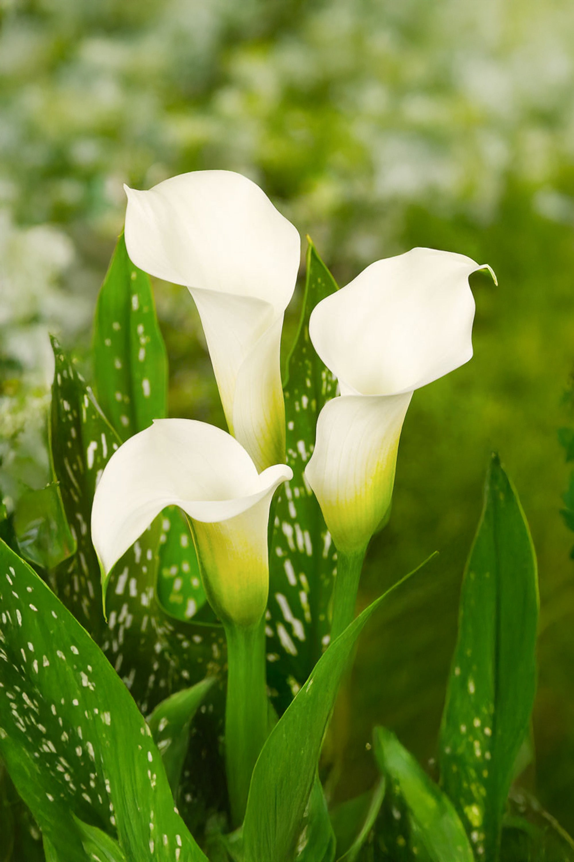 Calla/Zantedeschia Albomaculata