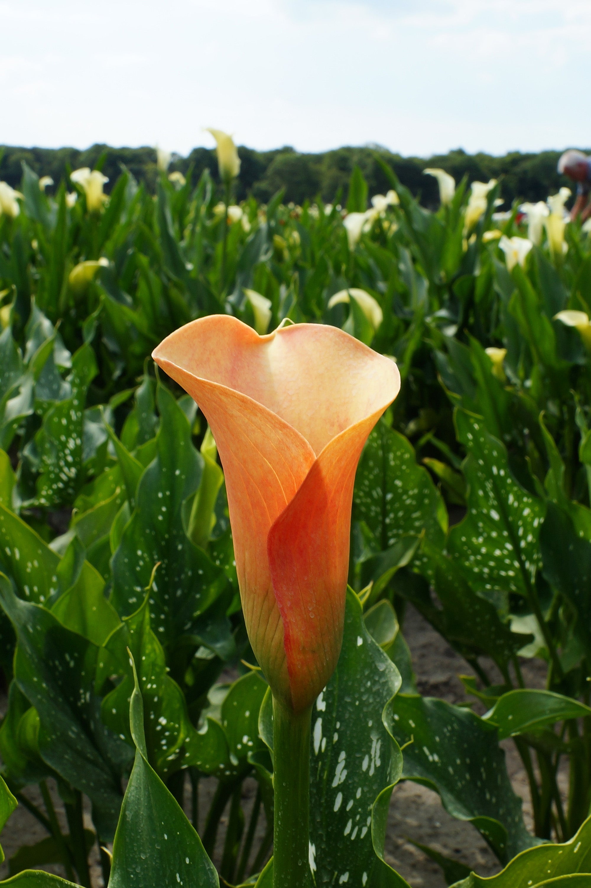 Patio City Garden Pot Calla