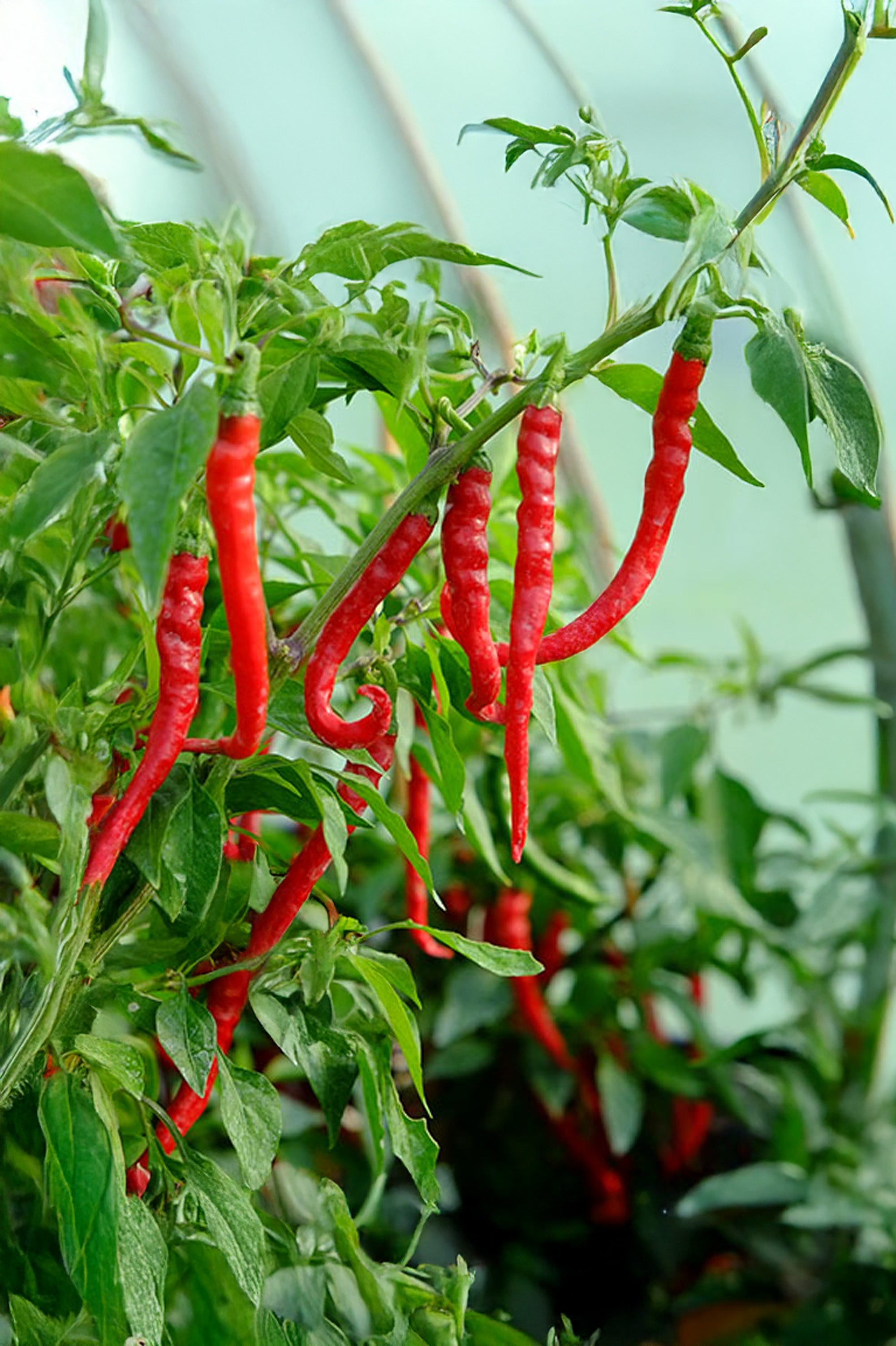 Chilli Cayenne Seeds